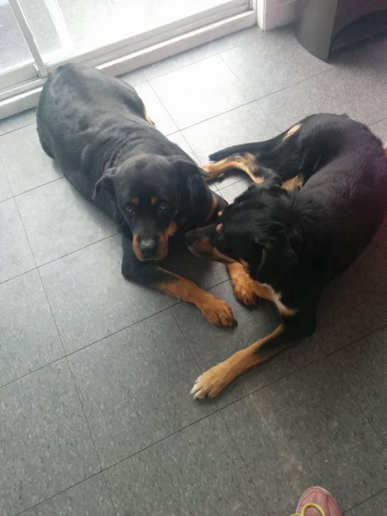 Maggie - Rottweiler (11 ans)
