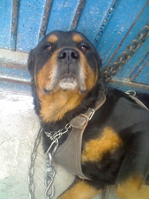 Cronos Goliath - Rottweiler Mâle (9 ans)