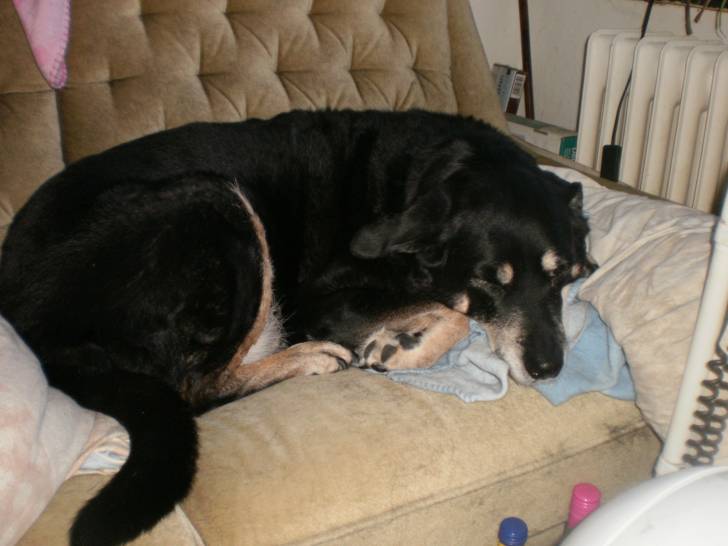 Angie - Rottweiler (14 ans)