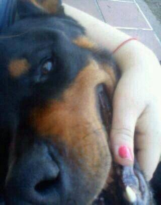 Clota - Rottweiler (5 ans)