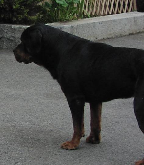 Sohana - Rottweiler (9 ans)