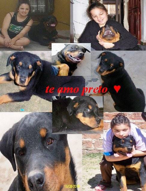 collage recordatorio de preto :3 - Rottweiler Mâle (6 ans)