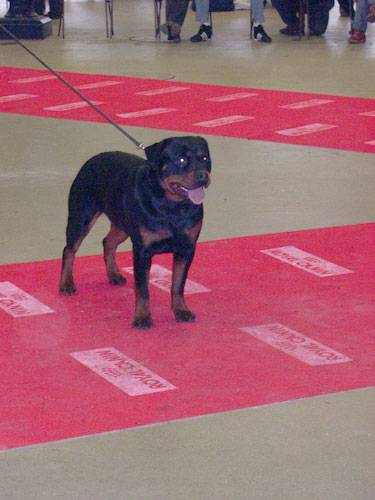 Rottweiler - Rottweiler