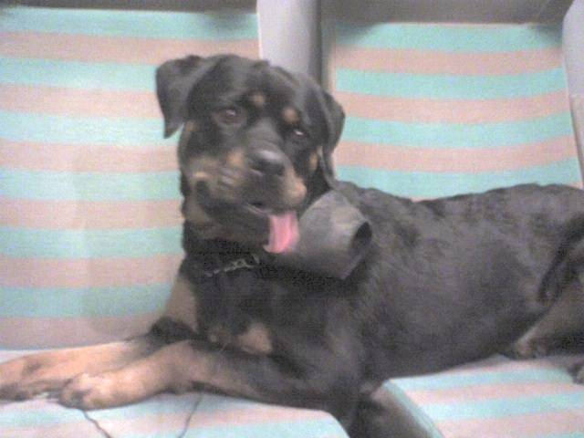 TILDA - Rottweiler (4 mois)