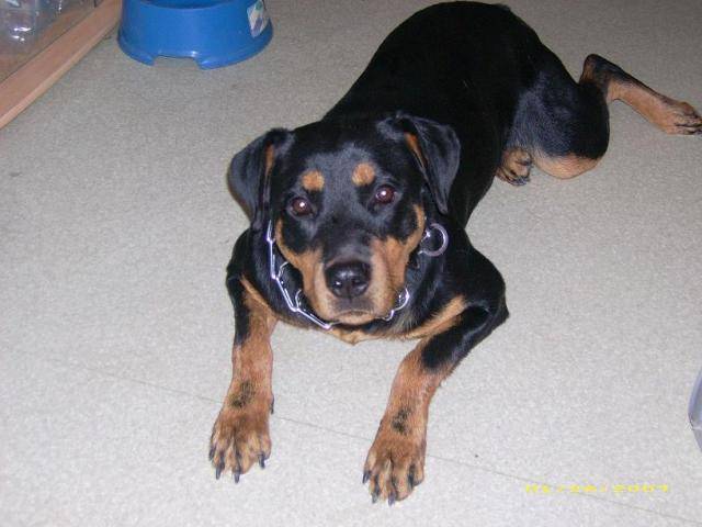 Rottweiler Briska - Rottweiler