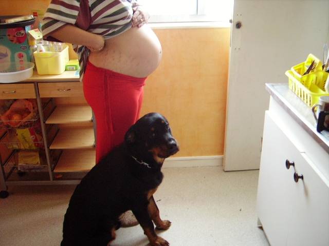 rottweiler sam - Rottweiler