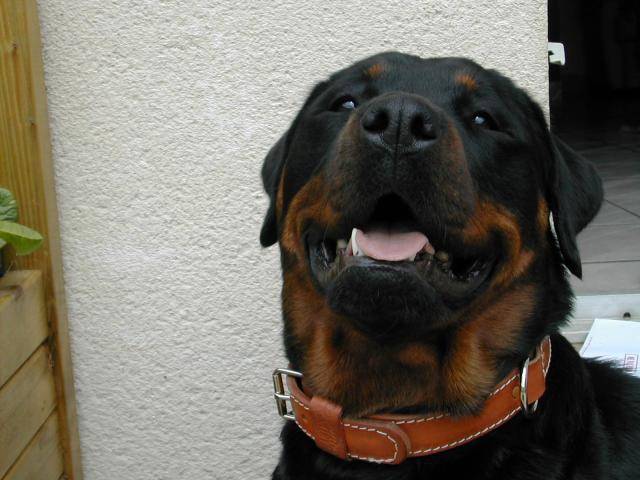 rottweiler bounty - Rottweiler