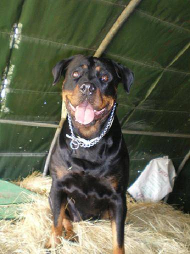 Rottweiler : Yuna - Rottweiler
