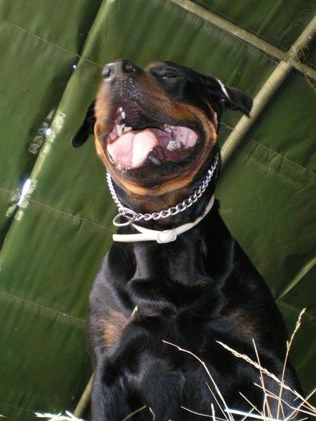 Rottweiler : Yuna - Rottweiler