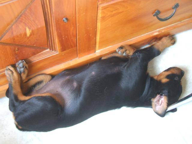Nanouk, femelle Rottweiller(Bouvier allemand) - Rottweiler