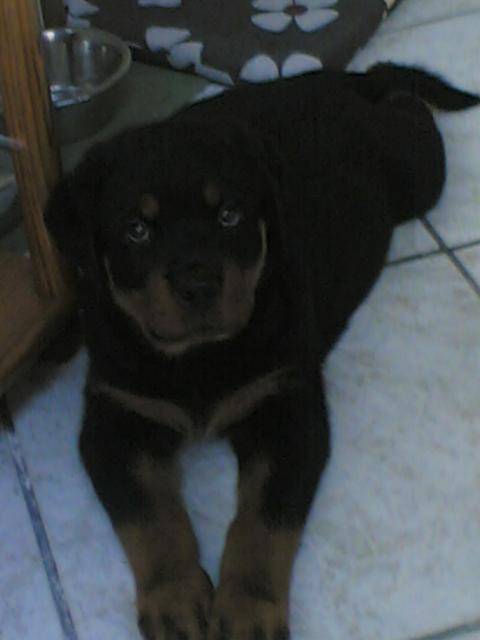 Caïser des Guerriers Pacifiques, ROTTWEILER - Rottweiler