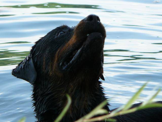 rottweiler ans - Rottweiler