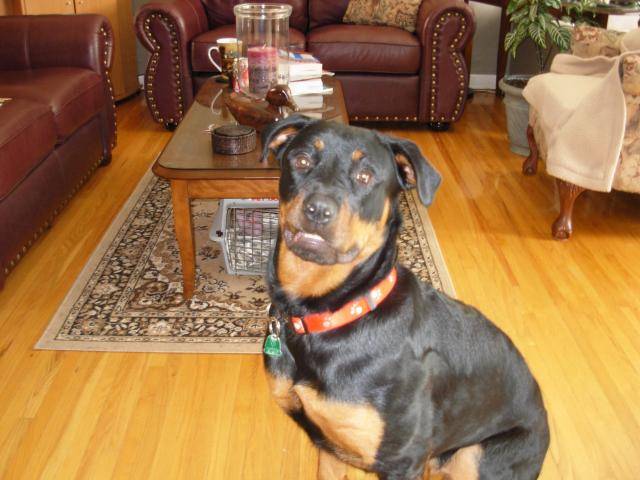 Rottweiler Daisy - Rottweiler