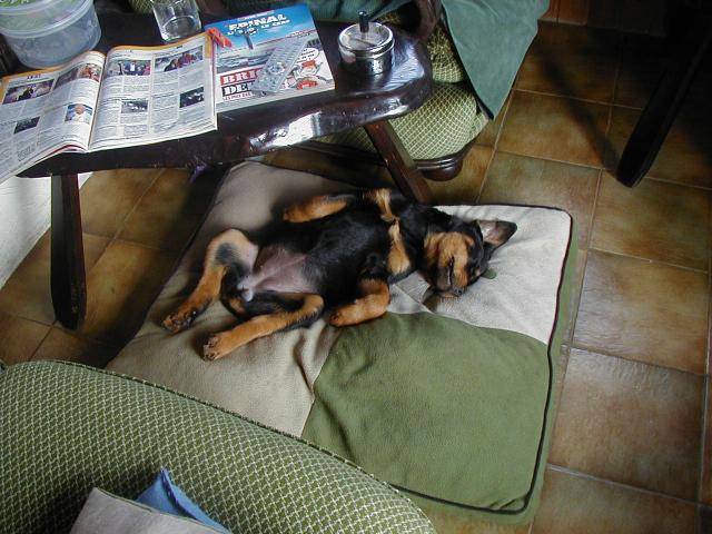 rottweiler cenja - Rottweiler