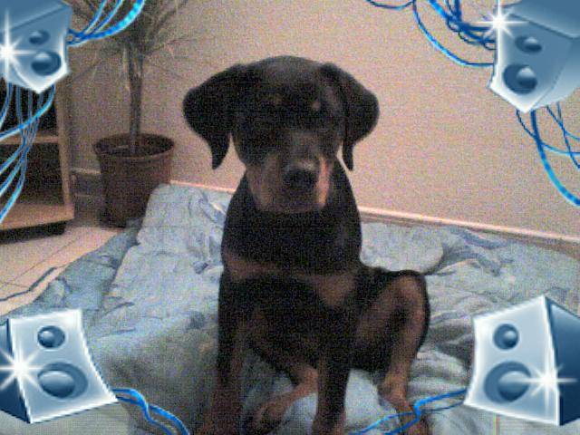rottweiler bianka - Rottweiler