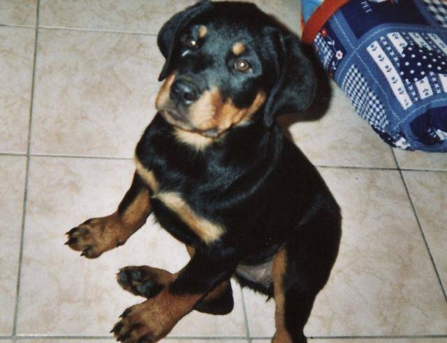 rottweiler bianka - Rottweiler