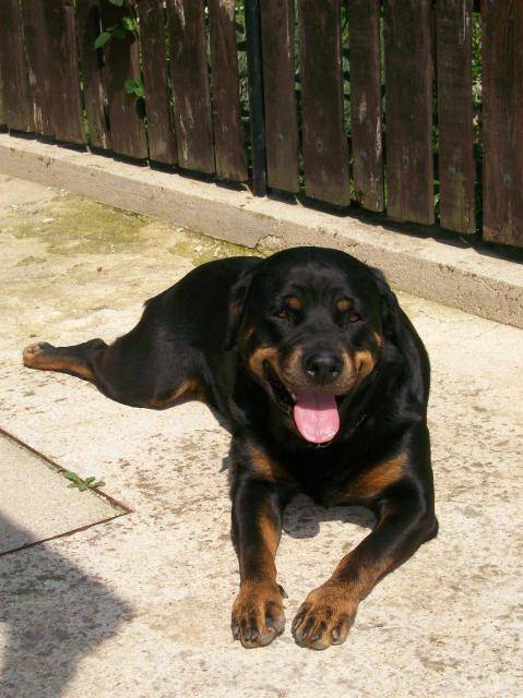 Rottweiler Kali - Rottweiler