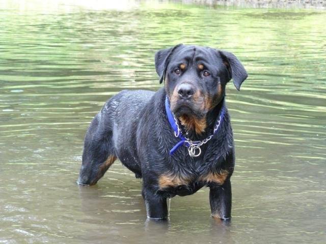 Rottweiler , Sniper - Rottweiler