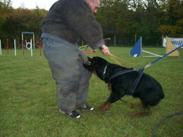 rottweiler bronko du jardin des monts d'or - Rottweiler