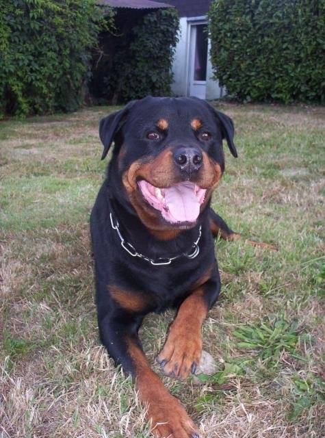 rottweiler - Radjah - Rottweiler