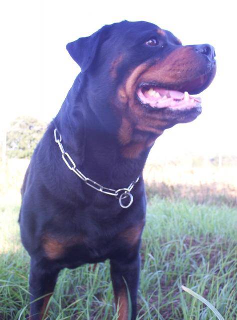 rottweiler - Radjah - Rottweiler