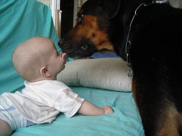 ramses croise rottweiler - Rottweiler