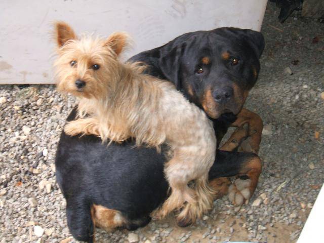 viper, rottweiler - Rottweiler