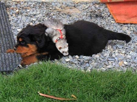 Zoria et mon furet léo - Rottweiler (8 mois)