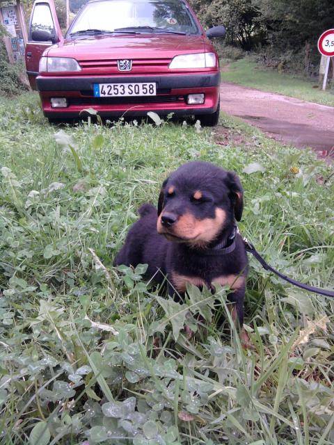 rottweiler FALCO - Rottweiler