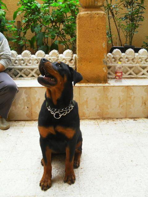 rottweiler - Rottweiler
