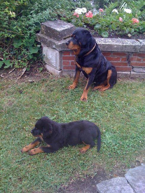 Gin et Vodka - Rottweiler