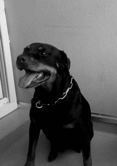 Orka, Rottweiler mâle - Rottweiler