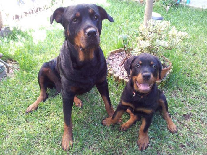 Margo à gauche et Karmen son chiot - Rottweiler