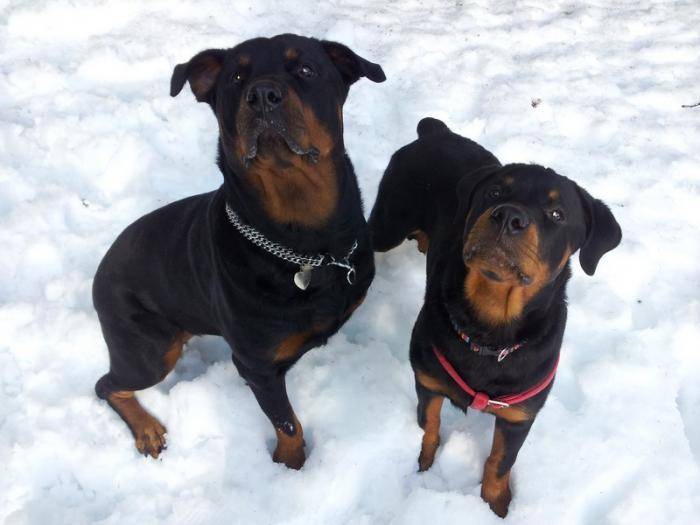 Margo et Karmen 6 mois dans la neige - Rottweiler (6 mois)