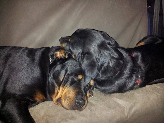Margo et Karmen très fatiguées - Rottweiler
