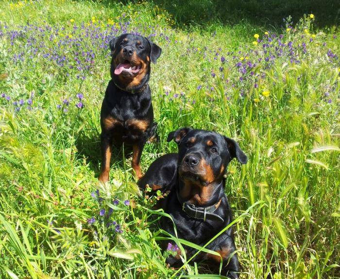 Karmen 9 mois et sa maman Margo - Rottweiler (9 mois)