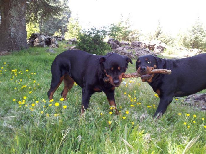 Karmen et Margo jouent ensemble - Rottweiler