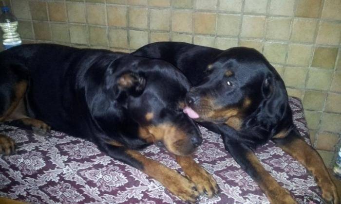 Câlin entre Margo et karmen - Rottweiler