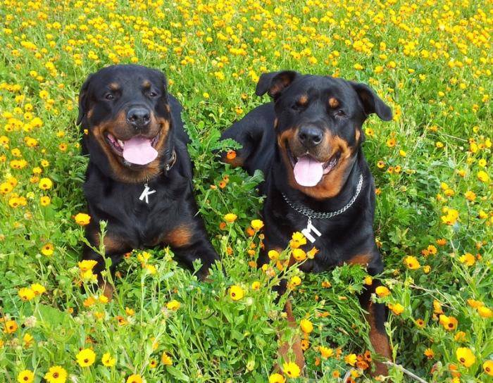 Karmen et Margo dans un beau champ de fleurs - Rottweiler