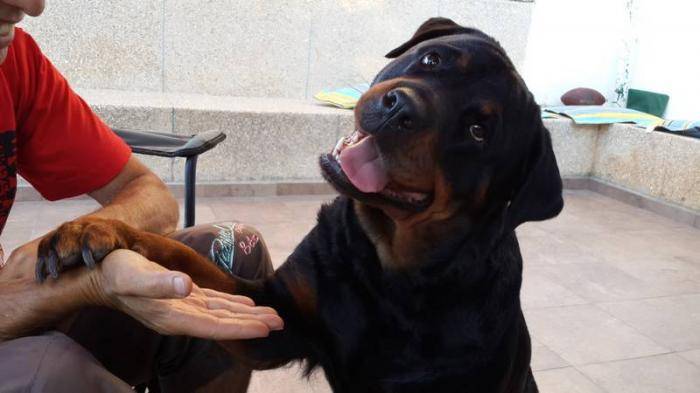 Leeloo - Rottweiler