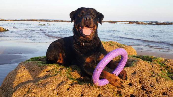 Karmen - Rottweiler