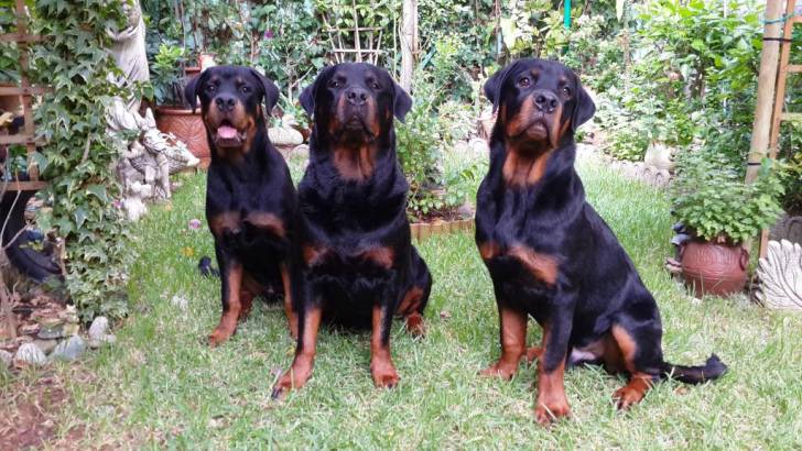 Karmen avec ses fils Hector et Paris - Rottweiler