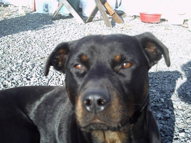 kaya - Rottweiler (4 ans)