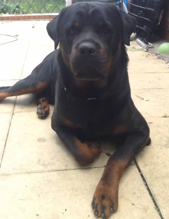 Rex - Rottweiler Mâle (2 ans)