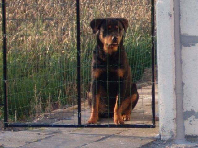 laika - Rottweiler (4 mois)