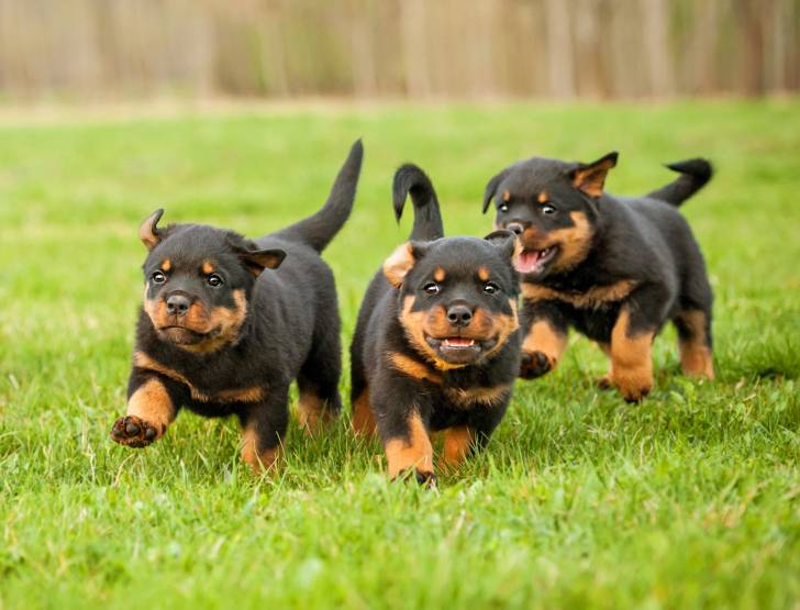 Une portée de chiots Rottweilers qui courent dans l'herbe
