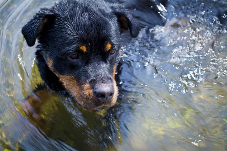 Un Rottweiler qui nage dans une rivière