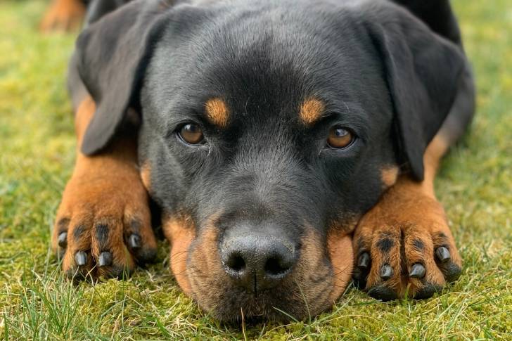 Un Rottweiler allongé dans l'herbe avec la tête entre les pattes