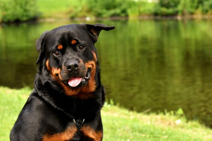 Un Rottweiler assis au bord de l'eau qui regarde l'objectif