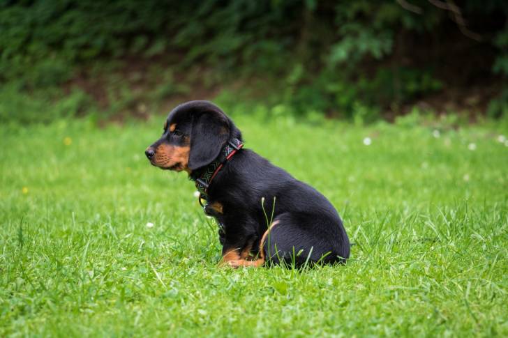 Un chiot Rottweiler assis dans l'herbe et de profil